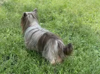 Stella , a female Yorkshire Terrier for sale in Hardin, TX – 4 of 8