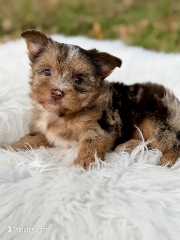 Cooper (Choc Merle) – Yorkshire Terrier puppy for sale in Hardin, TX