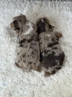 Callie , a female Yorkshire Terrier for sale in Hardin, TX – 5 of 8