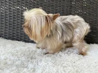 Hercules (teacup), a male Yorkshire Terrier for sale in Hardin, TX – 6 of 6