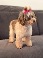 Prada, a female Poodle - Toy  for sale in Hardin, TX – 5 of 7