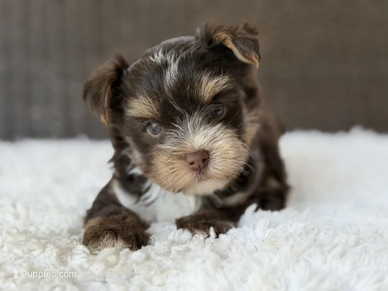 Kipp – Yorkshire Terrier puppy for sale in Hardin, TX
