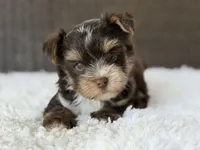 Kipp, a male Yorkshire Terrier for sale in Hardin, TX – 1 of 8