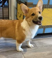Little Blaze AKC -  Triple Clear Genetics - Champion Bloodlines, a male Pembroke Welsh Corgi for sale in Charleston, SC – 2 of 8