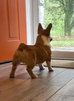 Little Blaze AKC -  Triple Clear Genetics - Champion Bloodlines, a male Pembroke Welsh Corgi for sale in Charleston, SC – 4 of 8
