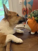 Little Blaze AKC -  Triple Clear Genetics - Champion Bloodlines, a male Pembroke Welsh Corgi for sale in Charleston, SC – 6 of 8