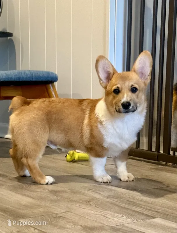 Little Blaze AKC -  Triple Clear Genetics - Champion Bloodlines – Pembroke Welsh Corgi puppy for sale in Charleston, SC