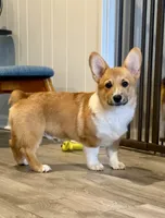 Little Blaze AKC -  Triple Clear Genetics - Champion Bloodlines, a male Pembroke Welsh Corgi for sale in Charleston, SC – 1 of 8