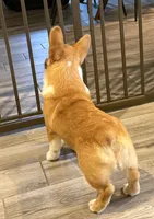 Little Blaze AKC -  Triple Clear Genetics - Champion Bloodlines, a male Pembroke Welsh Corgi for sale in Charleston, SC – 5 of 8