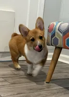 Little Blaze AKC -  Triple Clear Genetics - Champion Bloodlines, a male Pembroke Welsh Corgi for sale in Charleston, SC – 3 of 8