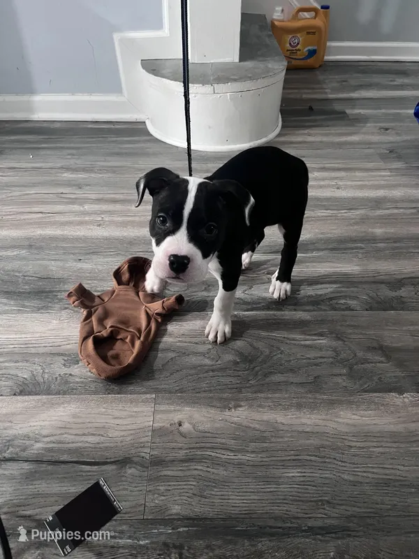Zack – American Pit Bull Terrier puppy for sale in Baltimore, MD