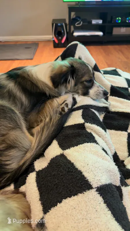 Pepper – Toy Australian Shepherd puppy for sale in Northview, MI