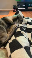 Pepper, a female Toy Australian Shepherd for sale in Northview, MI – 1 of 3