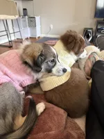Pepper, a female Toy Australian Shepherd for sale in Northview, MI – 3 of 3