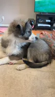 Pepper, a female Toy Australian Shepherd for sale in Northview, MI – 2 of 3