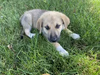 Emerald, a female German Shepherd Dog and Great Pyrenees for sale in Wilmington, OH – 10 of 10