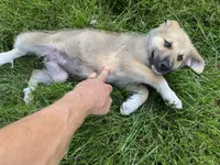 Emerald, a female German Shepherd Dog and Great Pyrenees for sale in Wilmington, OH – 7 of 10