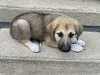 Onyx, a male German Shepherd Dog and Great Pyrenees for sale in Wilmington, OH – 8 of 10