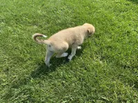 Crystal, a female German Shepherd Dog and Great Pyrenees for sale in Wilmington, OH – 10 of 10