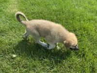 Crystal, a female German Shepherd Dog and Great Pyrenees for sale in Wilmington, OH – 9 of 10