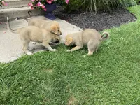Sapphire , a female German Shepherd Dog and Great Pyrenees for sale in Wilmington, OH – 7 of 10