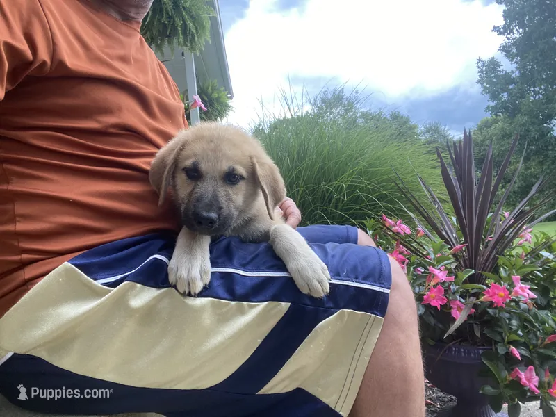Crystal – German Shepherd Dog, Great Pyrenees puppy for sale in Wilmington, OH