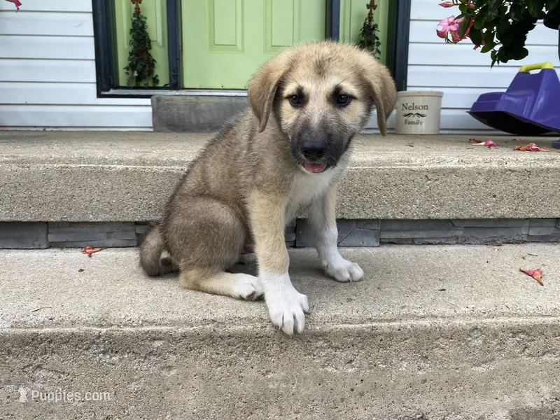 Onyx – German Shepherd Dog, Great Pyrenees puppy for sale in Wilmington, OH