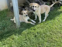 Crystal, a female German Shepherd Dog and Great Pyrenees for sale in Wilmington, OH – 10 of 10