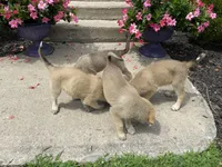 Sterling, a male German Shepherd Dog and Great Pyrenees for sale in Wilmington, OH – 8 of 10