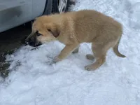 Kyrie, a male German Shepherd Dog and Great Pyrenees for sale in Wilmington, OH – Photo 5 of 10