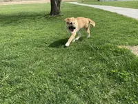 Kyrie, a male German Shepherd Dog and Great Pyrenees for sale in Wilmington, OH – Photo 3 of 9