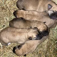 Kyrie, a male German Shepherd Dog and Great Pyrenees for sale in Wilmington, OH – Photo 9 of 9