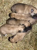 Kyrie, a male German Shepherd Dog and Great Pyrenees for sale in Wilmington, OH – Photo 10 of 10