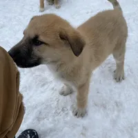 Kyrie, a male German Shepherd Dog and Great Pyrenees for sale in Wilmington, OH – Photo 6 of 9