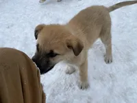 Kyrie, a male German Shepherd Dog and Great Pyrenees for sale in Wilmington, OH – Photo 4 of 10