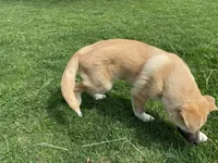 Kyrie, a male German Shepherd Dog and Great Pyrenees for sale in Wilmington, OH – Photo 2 of 9
