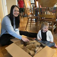 Kyrie, a male German Shepherd Dog and Great Pyrenees for sale in Wilmington, OH – Photo 8 of 9