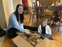 Kyrie, a male German Shepherd Dog and Great Pyrenees for sale in Wilmington, OH – Photo 9 of 10