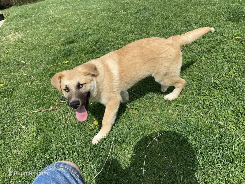 Kyrie, a male German Shepherd Dog and Great Pyrenees for sale in Wilmington, OH – Photo 1 of 9