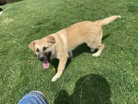 Kyrie, a male German Shepherd Dog and Great Pyrenees for sale in Wilmington, OH – Photo 1 of 9