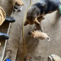 Kyrie, a male German Shepherd Dog and Great Pyrenees for sale in Wilmington, OH – Photo 5 of 9