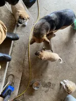 Kyrie, a male German Shepherd Dog and Great Pyrenees for sale in Wilmington, OH – Photo 7 of 10