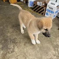 Kyrie, a male German Shepherd Dog and Great Pyrenees for sale in Wilmington, OH – Photo 4 of 9