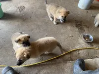 Kyrie, a male German Shepherd Dog and Great Pyrenees for sale in Wilmington, OH – Photo 8 of 10