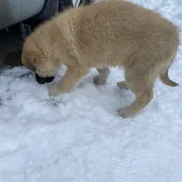 Kyrie, a male German Shepherd Dog and Great Pyrenees for sale in Wilmington, OH – Photo 7 of 9