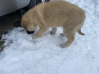 Kyrie, a male German Shepherd Dog and Great Pyrenees for sale in Wilmington, OH – Photo 1 of 10