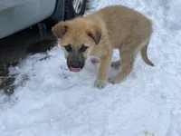 Kyrie, a male German Shepherd Dog and Great Pyrenees for sale in Wilmington, OH – Photo 3 of 10