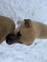 Kyrie, a male German Shepherd Dog and Great Pyrenees for sale in Wilmington, OH – Photo 2 of 10