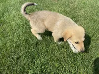 Sapphire , a female German Shepherd Dog and Great Pyrenees for sale in Wilmington, OH – 3 of 10