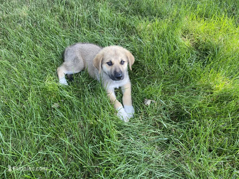 Emerald – German Shepherd Dog, Great Pyrenees puppy for sale in Wilmington, OH